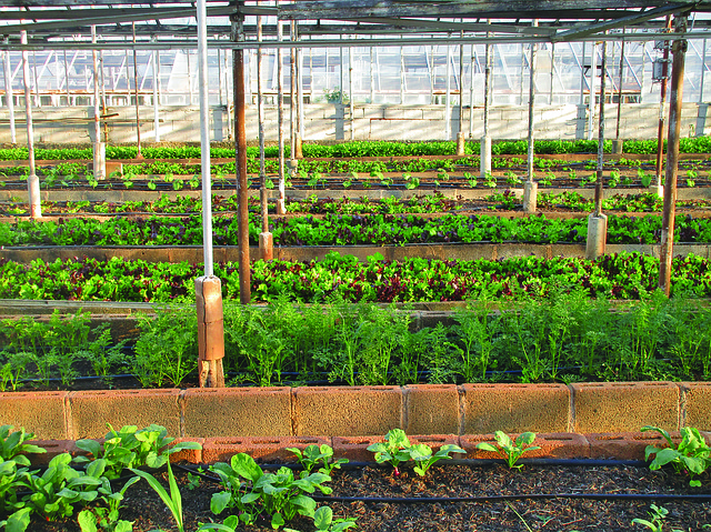 skleníkové zemědělství